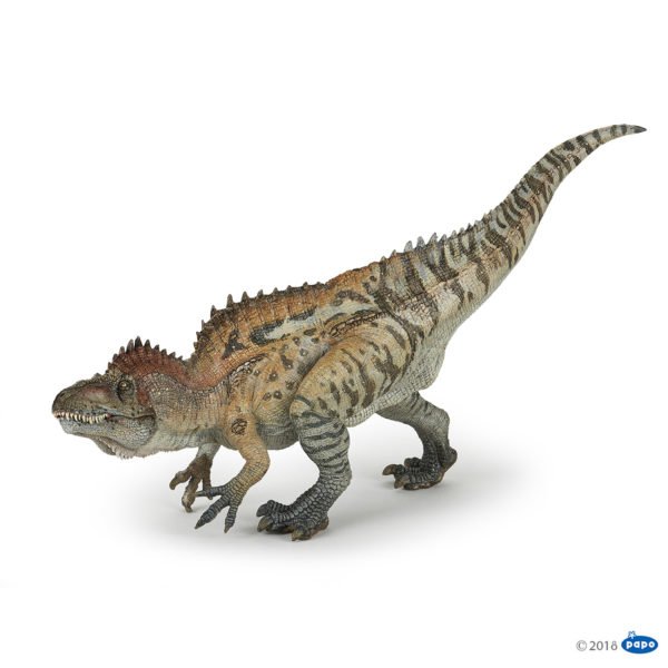 L'acrocanthosaurus, de la famille des théropodes, était un grand prédateur bipède pouvant mesurer jusqu'à 12 mètres de long pour un poids de 7,2 tonnes.