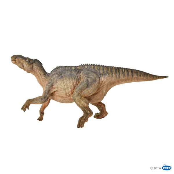 Caractérisé par son bassin similaire à celui d'un oiseau, l'iguanodon était un dinosaure qui pouvait mesurer jusqu'à 5 mètres de haut pour 10 mètres de long et un poids de plus de 4 tonnes. Il était pourvu d'un bec corné, idéal pour arracher la végétation, et se déplaçait aussi bien sur 2 que sur 4 pattes.