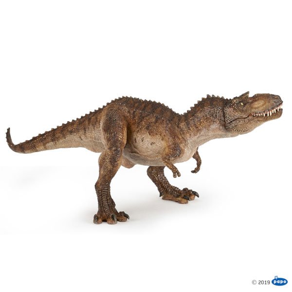 Avec son apparence très proche des autres tyrannosauridés le gorgosaurus, dont le nom signifie « lézard féroce », était un redoutable prédateur au sommet de la chaîne alimentaire. Ce bipède, plus petit que le T-Rex, pouvait tout de même mesurer jusqu’à 9 mètres de long et possédait une dizaine de grandes dents pointues. Ses mâchoires mobiles permettent de mieux observer ses grandes dents !