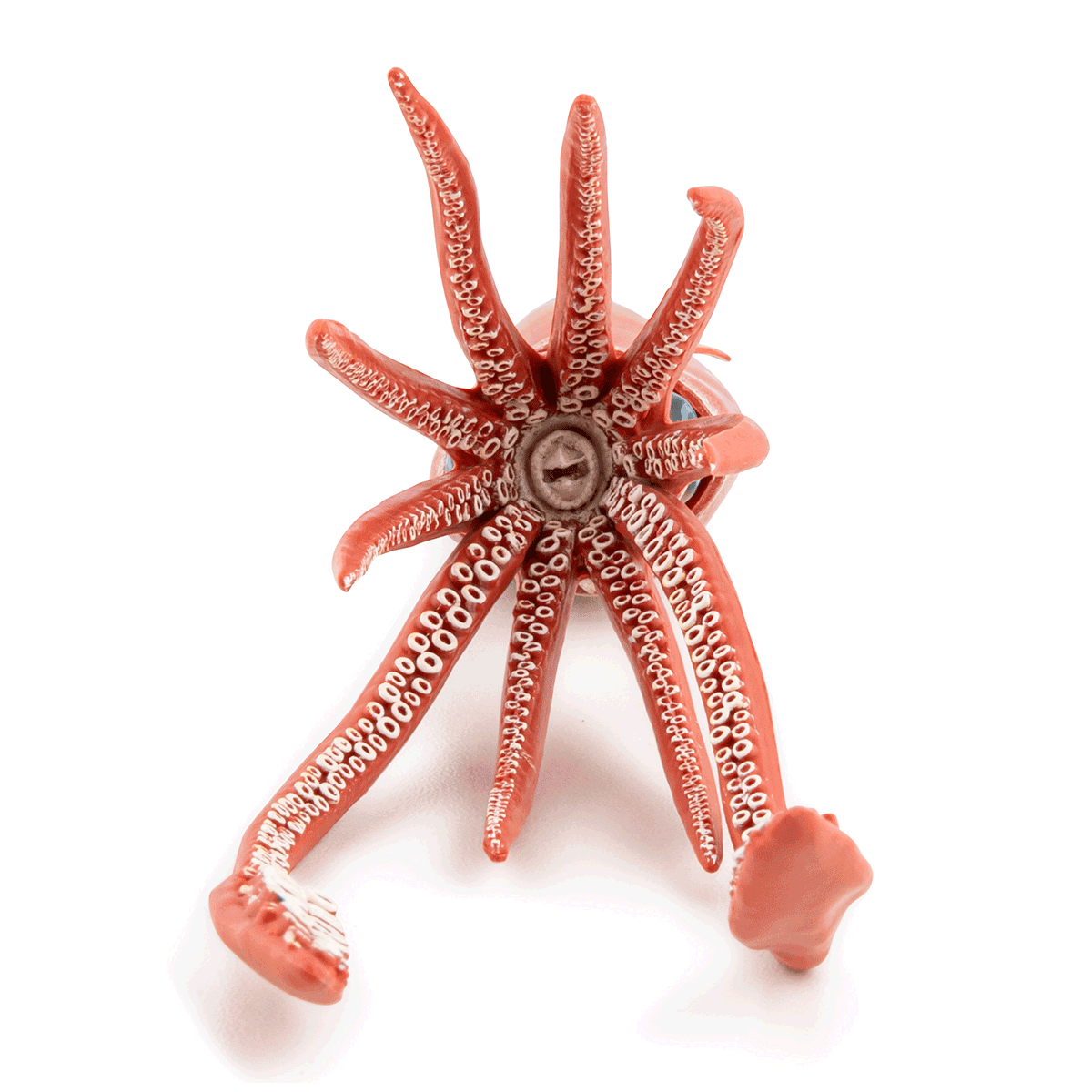 Calamar-géant Le calamar géant est une créature marine incroyablement grande appartenant à la famille des céphalopodes.