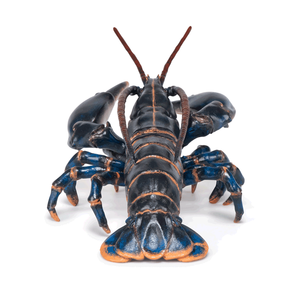 Le homard est un crustacé marin appartenant à la famille des Nephropidae